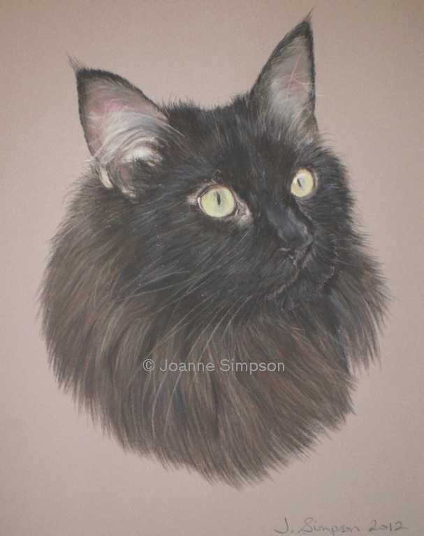 Maine Coon pastel portrait